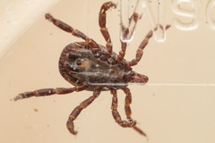 Hyalomma lusitanicum