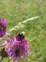 Bombus campestris