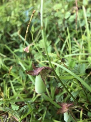 Crotalaria purshii