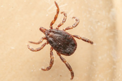 Hyalomma lusitanicum