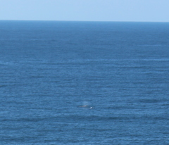 Megaptera novaeangliae