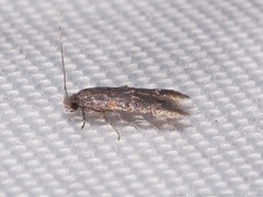 Stenoptinea auriferella