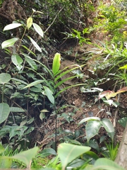 Polygonatum sibiricum