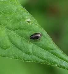 Chaetocnema confinis