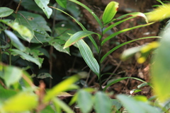 Polygonatum sibiricum
