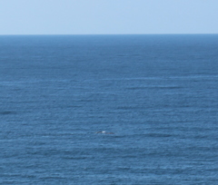 Megaptera novaeangliae