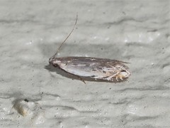 Battaristis nigratomella