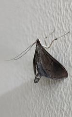 Almonia truncatalis