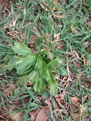 Tracheophyta