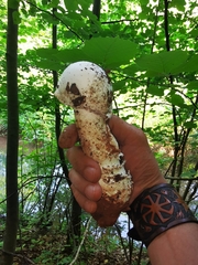 Amanita strobiliformis
