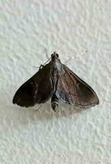 Almonia truncatalis