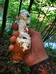 Amanita strobiliformis
