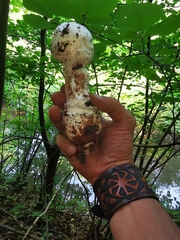 Amanita strobiliformis