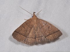 Zanclognatha obscuripennis