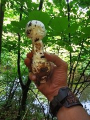 Amanita strobiliformis
