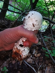 Amanita strobiliformis
