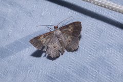 Serratophyga subangulata