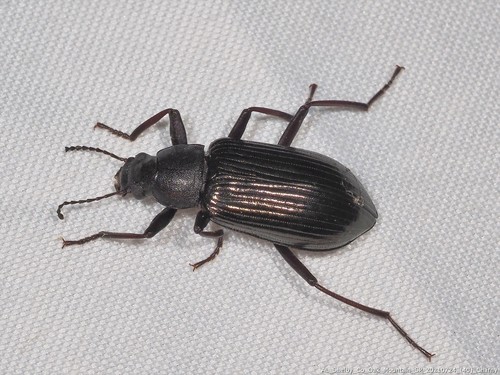 Copper-tinted Darkling Beetle