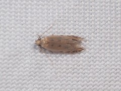 Battaristis nigratomella