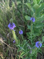 Verbena stricta