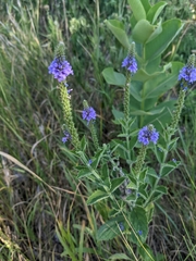 Verbena stricta