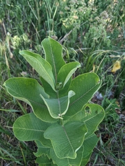 Asclepias syriaca