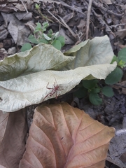 Neoclytus cacicus