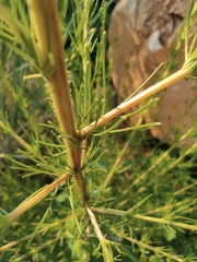 Artemisia capillaris