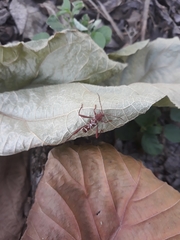 Neoclytus cacicus
