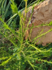 Artemisia capillaris