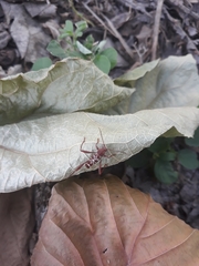 Neoclytus cacicus