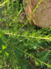 Artemisia capillaris