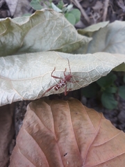 Neoclytus cacicus