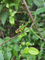 Sympetrum parvulum