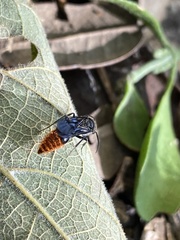 Pseudomethoca vanduzei