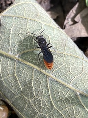 Pseudomethoca vanduzei