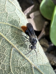 Pseudomethoca vanduzei