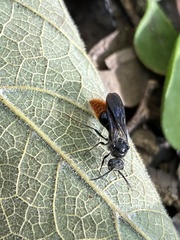 Pseudomethoca vanduzei