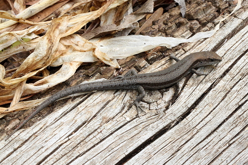 Pale-flecked Garden Sunskink, photo 7 of 8