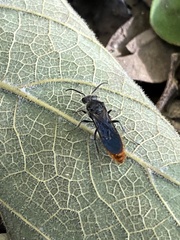 Pseudomethoca vanduzei