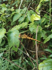 Sympetrum parvulum