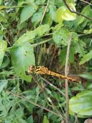 Sympetrum parvulum