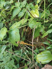 Sympetrum parvulum