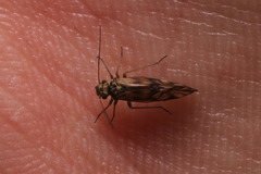Stenopsocidae