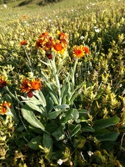 Tephroseris integrifolia