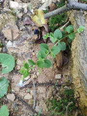 Vandellia setulosa