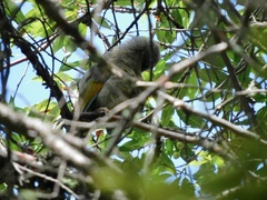 Trochalopteron elliotii