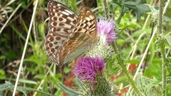 Argynnis paphia valesina