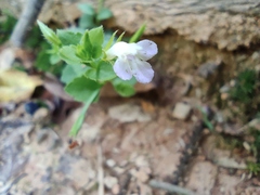 Vandellia setulosa