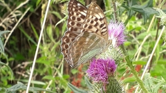 Argynnis paphia valesina